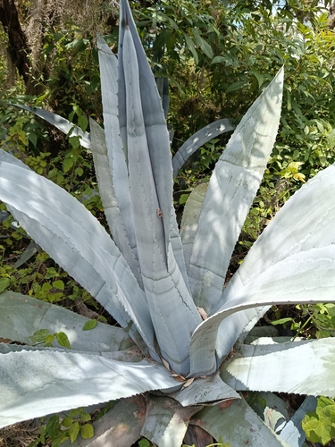 Agave americana