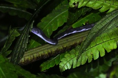 Paraxenodermus borneensis