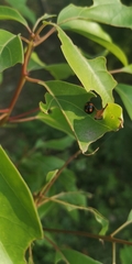 Coccinellidae