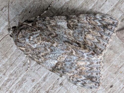 Meske's Underwing Moth photo 3