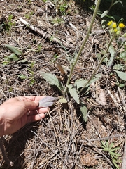Senecio integerrimus major