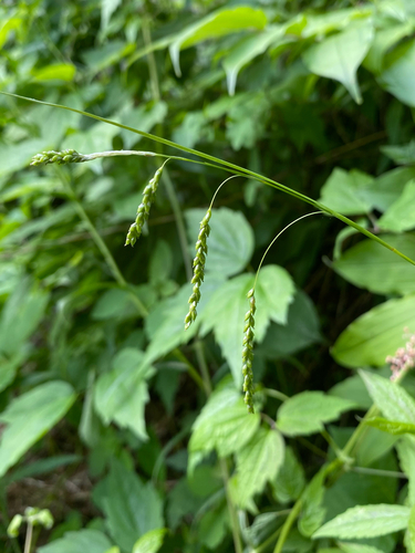 Carex gracillima, photograph 4