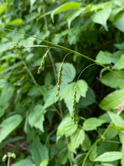 Carex gracillima, photograph (c) Quinten Wiegersma, some rights reserved (CC BY)