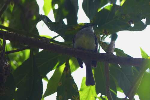 White-throated Tyrannulet (Mecocerculus leucophrys), photo 9