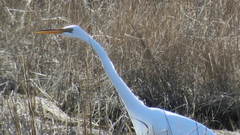 Ardea alba