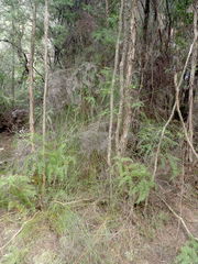 Gleichenia microphylla