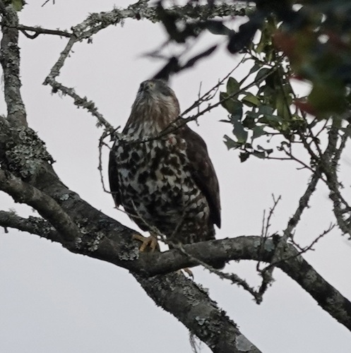 Mountain Buzzard