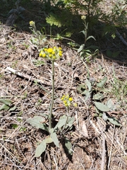 Senecio integerrimus major