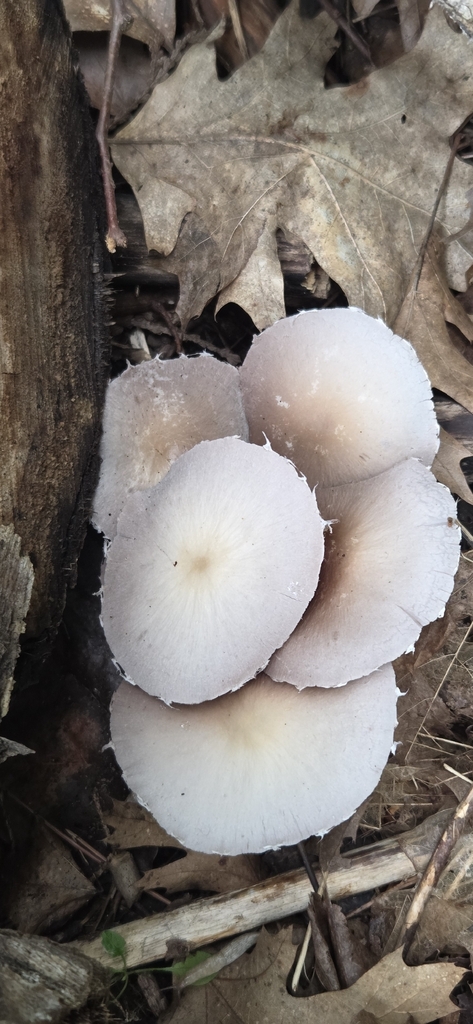 Pale Brittlestem · July 2026 · photo: Photo: (c) WF_MI, some rights reserved (CC BY) · iNaturalist