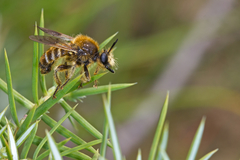 Choerades fuliginosa