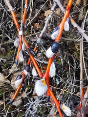 Salix fuscescens