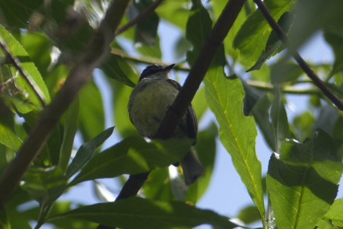 White-throated Tyrannulet (Mecocerculus leucophrys), photo 4