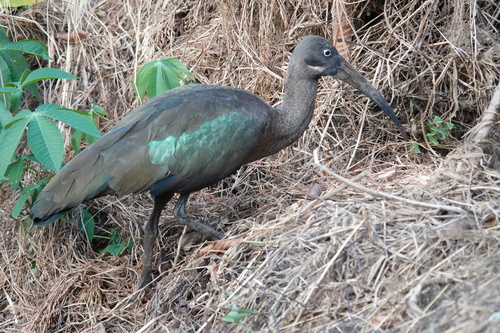 Hadada Ibis