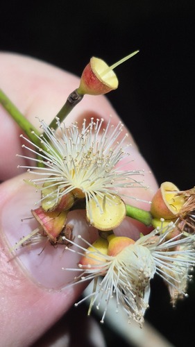 Syzygium nervosum observed 2026-07-09