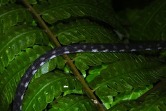 Paraxenodermus borneensis