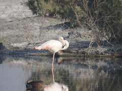 Phoenicopterus roseus