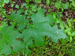 Smallanthus uvedalia