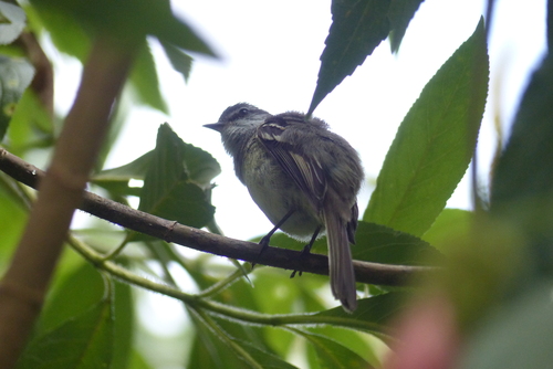 White-throated Tyrannulet (Mecocerculus leucophrys), photo 5