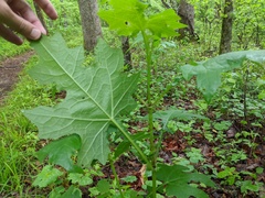 Smallanthus uvedalia