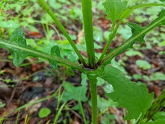 Smallanthus uvedalia