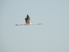 Phoenicopterus roseus