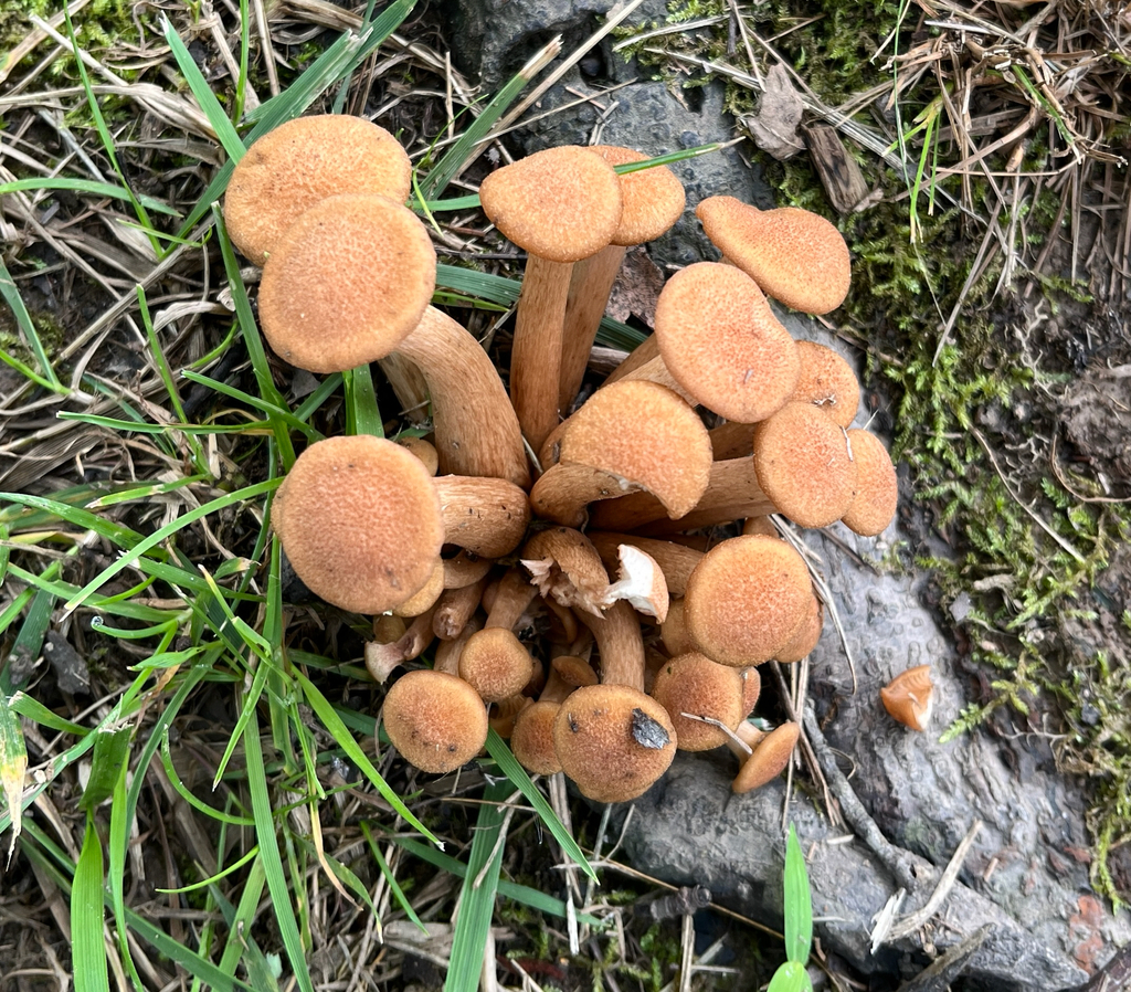 Ringless Honey Mushroom · July 2026 · photo: Photo: (c) Sandra Keller, some rights reserved (CC BY) · iNaturalist