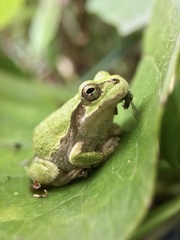 Hyla japonica