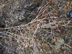 Salix fuscescens