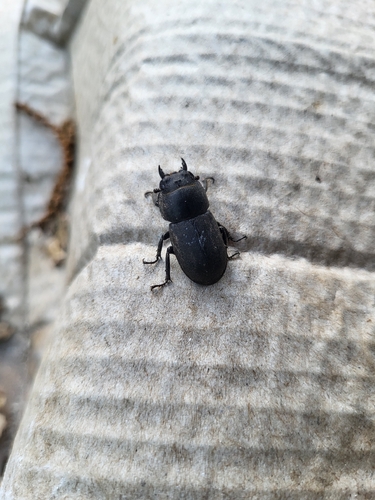 Lesser Stag Beetle