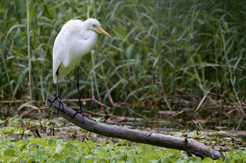 iNaturalist image