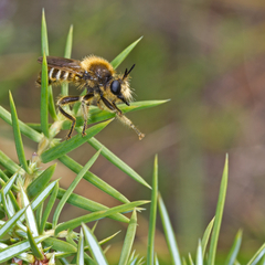 Choerades fuliginosa