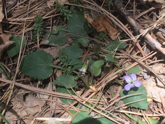 Viola umbraticola