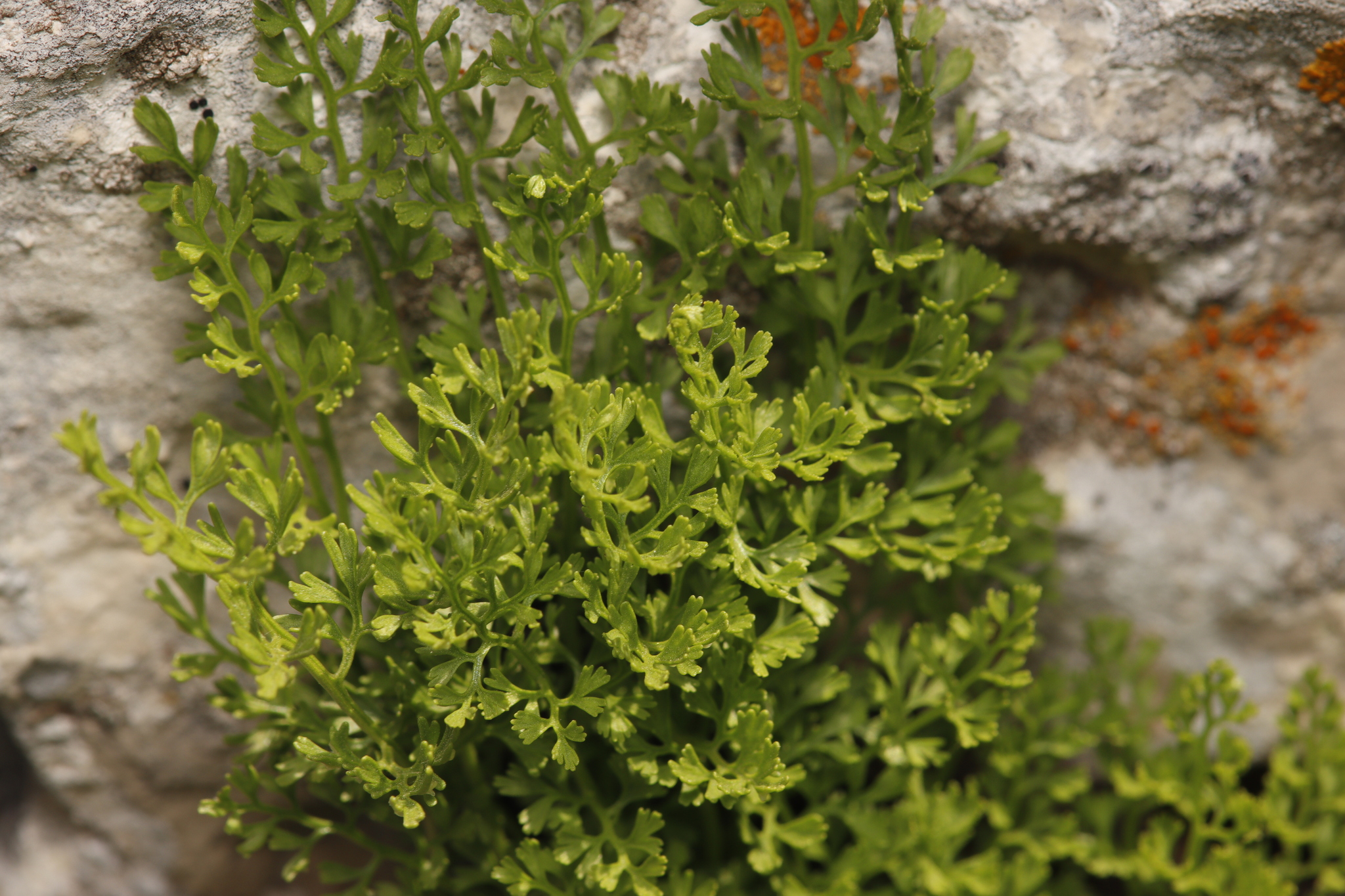 Asplenium fissum