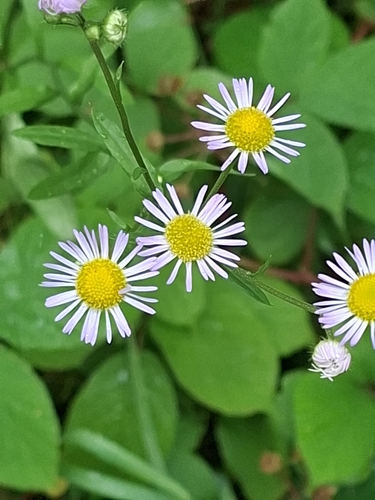 annual fleabane