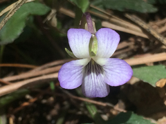 Viola umbraticola