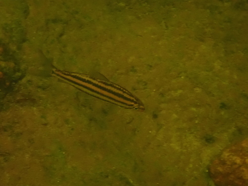 Despax's headstander (Hypomasticus despaxi) — Anostomidae