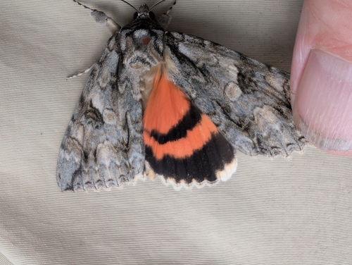 Mother Underwing Moth photo 6