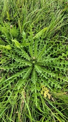 Анна Митрошенкова, CC BY, iNaturalist via GBIF Cirsium esculentum, photograph Анна Митрошенкова, CC BY, iNaturalist via GBIF