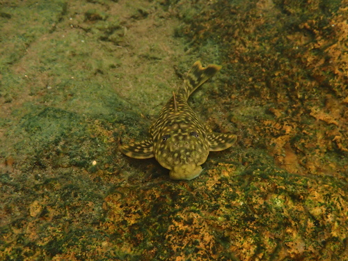 Bigmouth pleco (Guyanancistrus brevispinis) — Loricariidae — 5