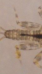Stenacron interpunctatum