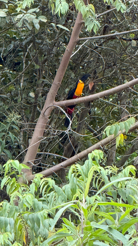 Ariel Toucan