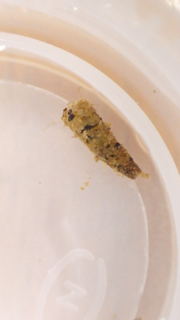 Ceraclea maculata