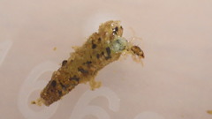 Ceraclea maculata