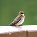 Northern Rough-winged Swallow - Photo (c) Jim Johnson, some rights reserved (CC BY-NC-ND), uploaded by Jim Johnson
