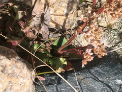 Micranthes eriophora