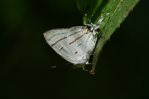 Buxton's hairstreak