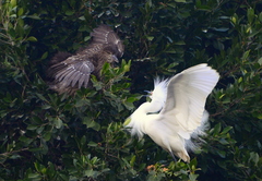 Nycticorax nycticorax