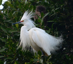 Egretta thula