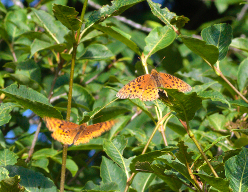 Aphrodite Fritillary photo 5