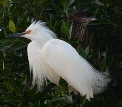 Nycticorax nycticorax